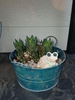 Turtle plants decor