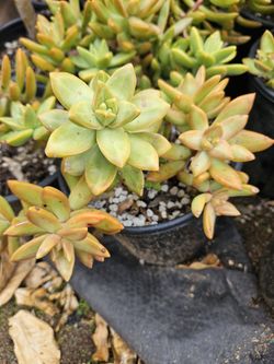 Assorted 1 Gallon Succulents For $4