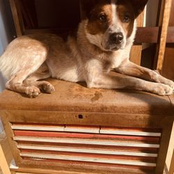 craftsmen tool box(dog not included)