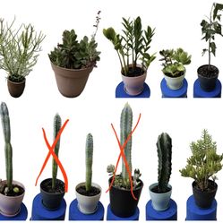 Plants - Prices Starting from $10