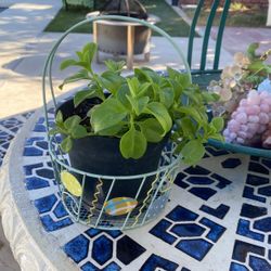 Bb Rose Bush 