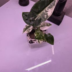 2 Alocasia Frydek Variegated