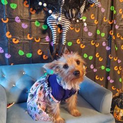 Halloween costume dressers