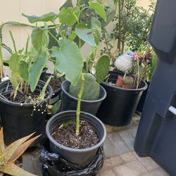 Hoja Santa