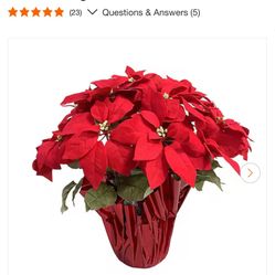 Poinsettias