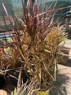 Purple Fountain  Grass