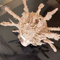 Spiney Oyster 7 "Decorative shell