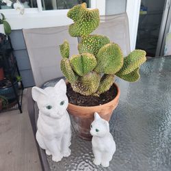 Heart shaped miniture cactus