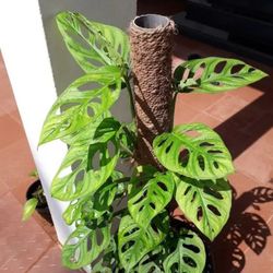 Lush wide Leaf Monstera Adansonii Swiss Cheese plant/ Indoor Plant/House Plant / Flower Patio Garden