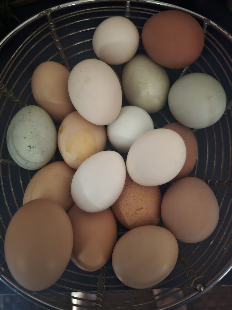 Fresh Fertile Chicken Eggs For Incubation/ Huevo Fresco Para Encubadora 