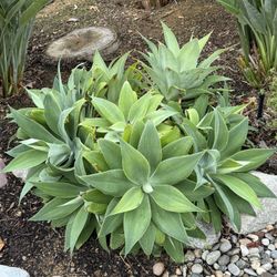 Foxtail Agave ~ Various Sizes ~ All Are $5 Each ~ San Marcos