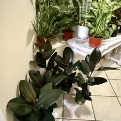 ♥️SUPER HEALTHY♥️Burgundy Rubber Tree 2.5ft Height 🙏PLS Read Description