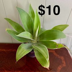 Agave Attenuata 