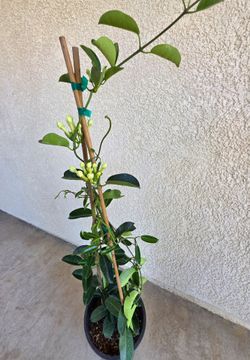 🌿 Madagascar Fragrant Jasmine Vine
