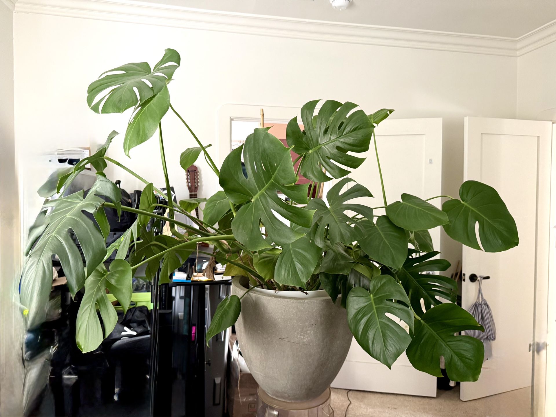 Monstera Plant BIG! with white plastic pot only