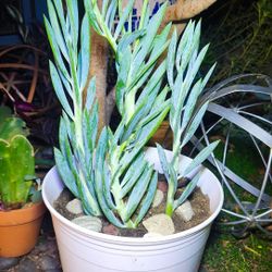 Skyscraper Senecio Succulents - Curio Ficoides Mount Everest - ( 5 Available )