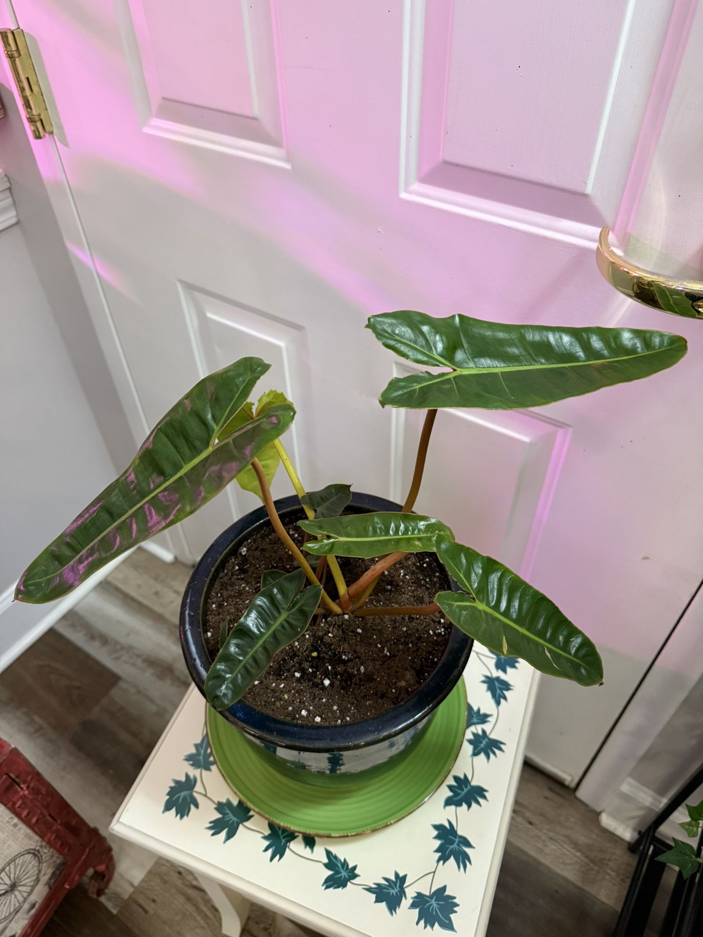 Large Billitiae Philodendron 