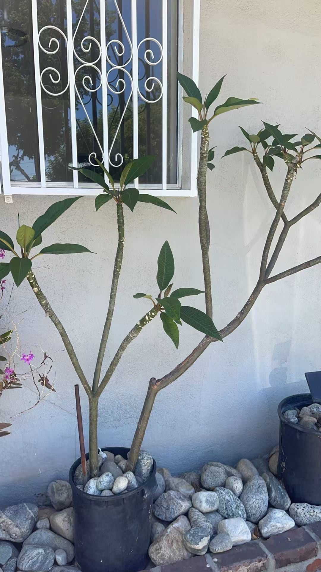 Beautiful Plumeria tree