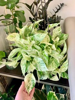 Lush Trailing Snow Queen Pothos Money Plant/ Indoor Plant/ House Plant flower patio garden