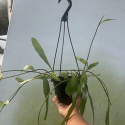 Orchid cactus availablelive Plant