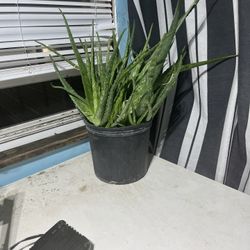 Aloe Vera 