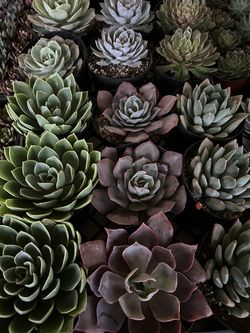 6 inch succulent 6$ each