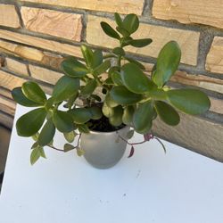 Jade Plant Beautiful And Ceramic Pot 
