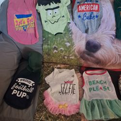 Dog Stuff And Clothes 