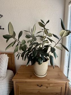 Rubber Tree w/ Vase