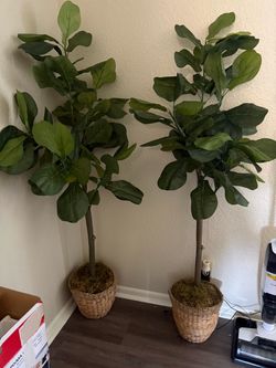 Set of two 5ft fiddle leaf fig trees