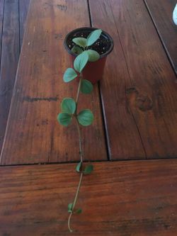 Pepperomia Hope