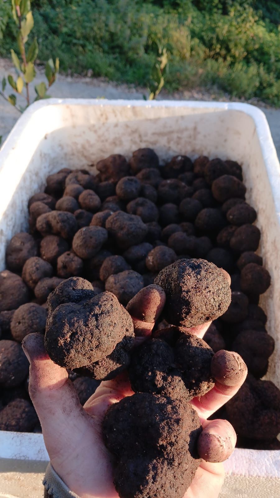Fresh black truffle