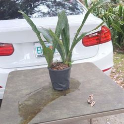 Snake Plant 