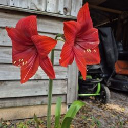 Amaryllis, All Together Or Priced Separate, Price Dropped 