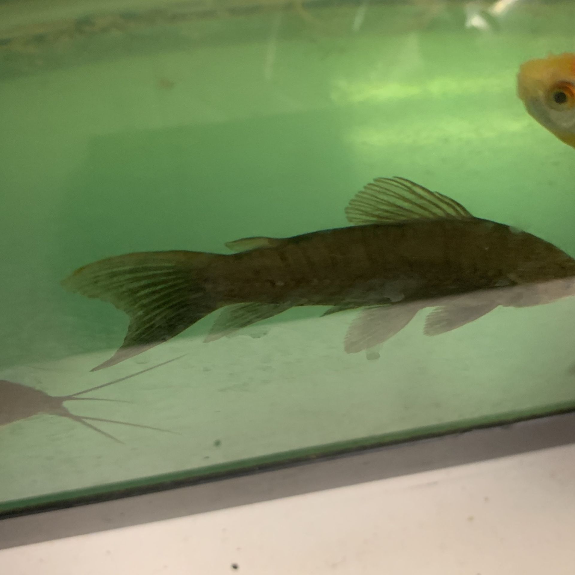 Armored catfish