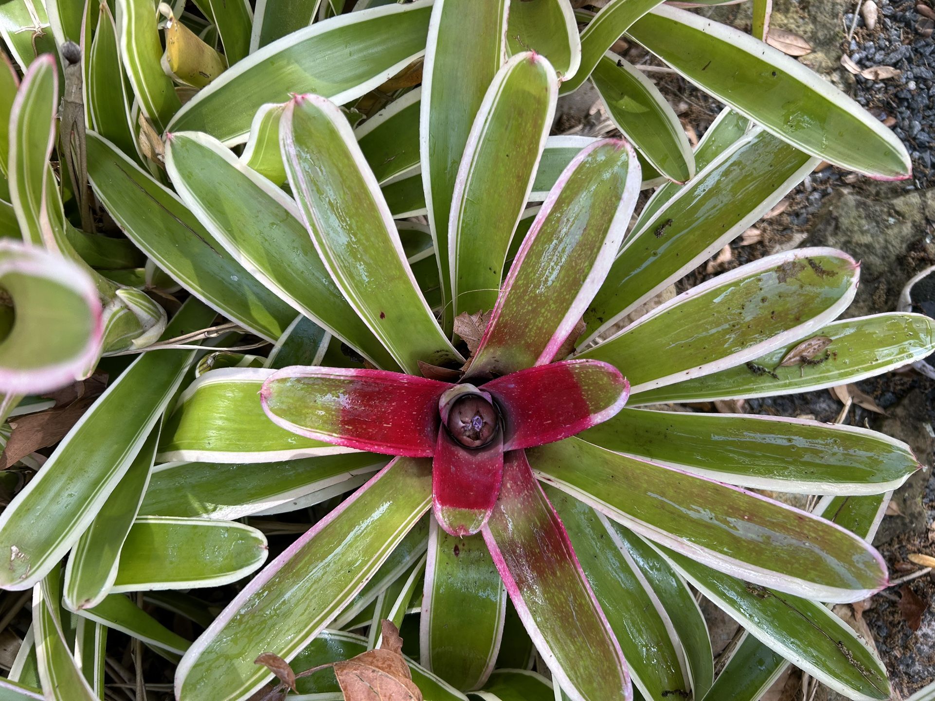 Bromeliads