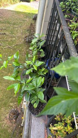 Lemon plant