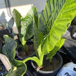 Elephant Ear Plant Each