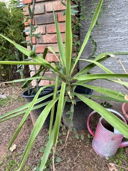 Yucca Trees And Cuttings