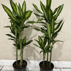 3 Healthy Dracaena In The Pot 45$ Each