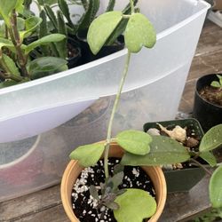 Hoya Kerrii Plants  🪴 