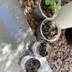 Sweet Orange Plants - $2 Each