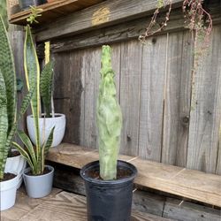 Skinny Totem Pole Cactus