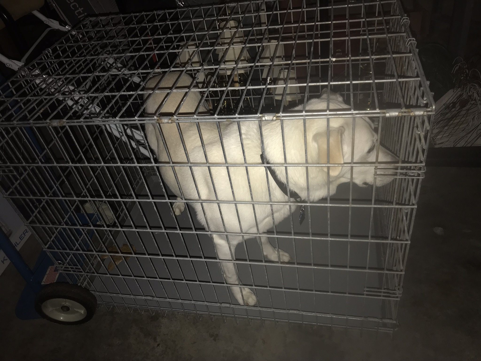 Large dog crate