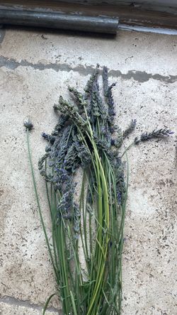 Lavender flowers