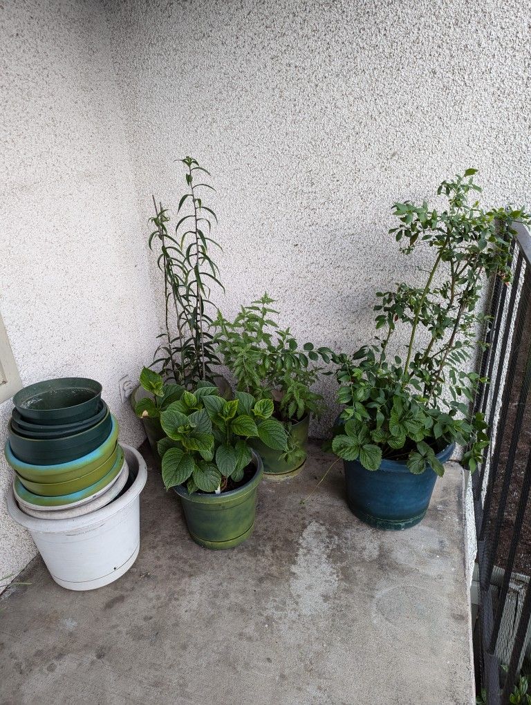 Plants & Pots 