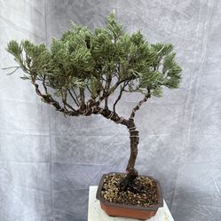 Bonsai Juniper 