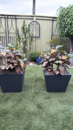 Artificial plants with tapered pot very good condition.