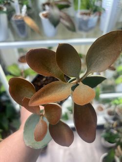 Kalanchoe Copper Spoon