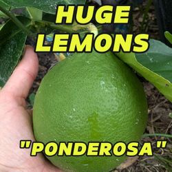 Ponderosa Lemon Flowering Citrus Tree 1gal